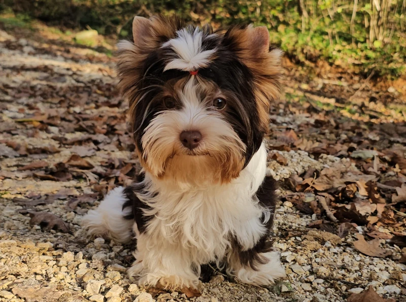 Kje kupiti yorkshire terrier mladička