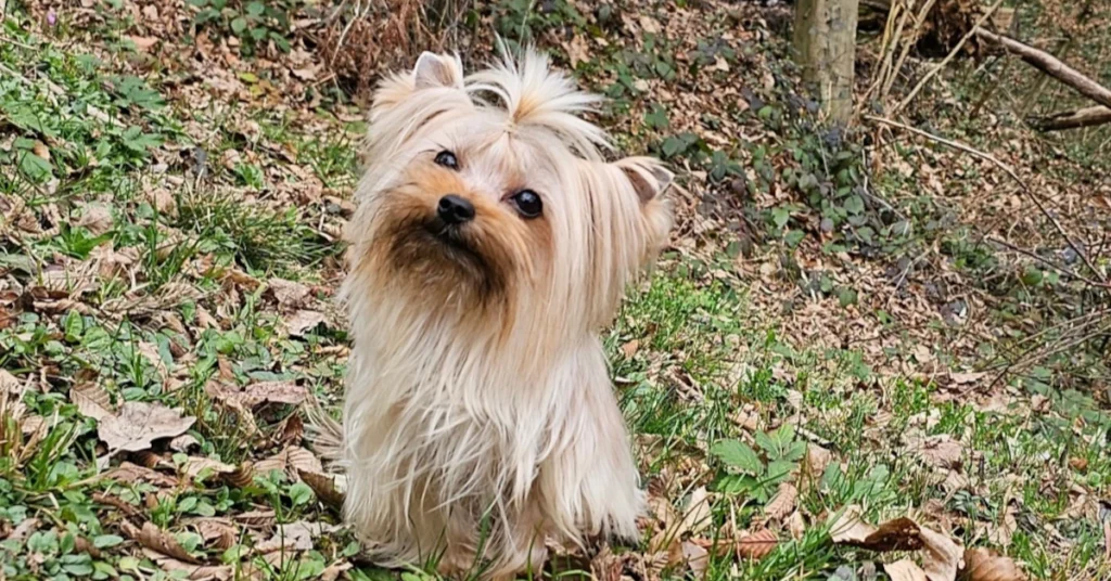 Yorkshire terrier mladički